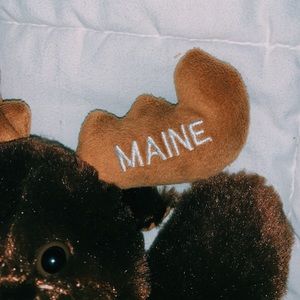 Maine moose